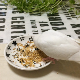 ハクの進歩の画像