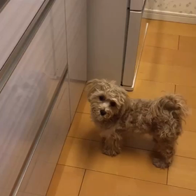 マルプー！「カリカリ」^ ^の画像