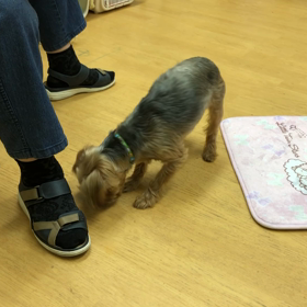 チョビ編。の画像