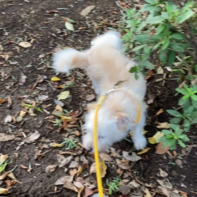 保護犬むさしに散歩中おやつ食べようと言ったら…の画像