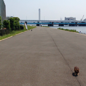 お散歩・・・（≧∇≦）の画像