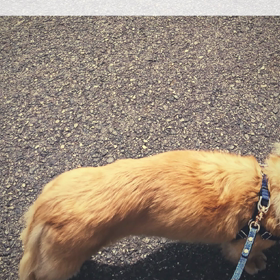 頑張れ、モカU^ェ^Uの画像