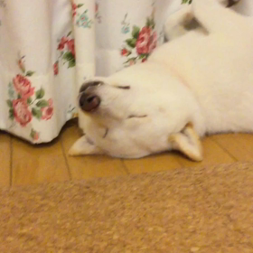 白柴とみちゃん オペラで熟睡の画像