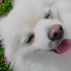 散歩いきましたの画像