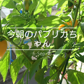 今朝のパプリカちゃんの画像