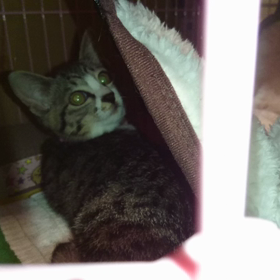 心春の夜の画像