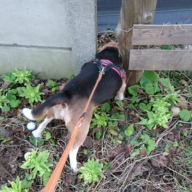 くんくんの画像