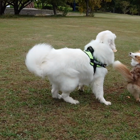 かけっこの画像