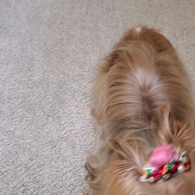 ドタドタ～の画像