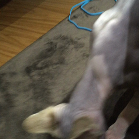 床舐め猫の画像