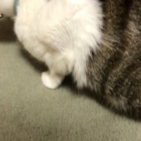 二世信者な私の考え…  マリーさん行くかと思ったら辞めたね！の画像