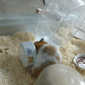 エサ皿に戦いを挑むハムスター・・・良くなったり悪くなったり・・・の画像