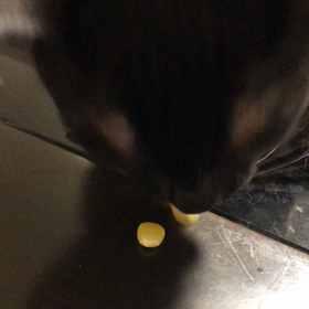 おもち、とうもろこしも喰らう。の画像