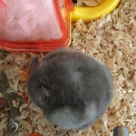 まんまるぶきっちょの画像