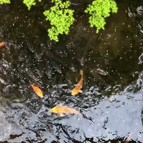 きょうの鯉友達/動画の画像