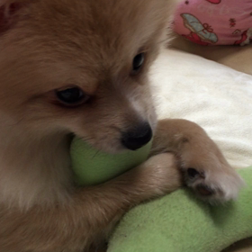 お昼寝タイムにカミカミの画像