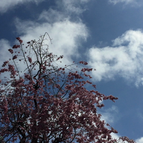 南蔵院  ②  風と桜の画像