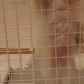 寝る前の大暴れ(；´∀｀)の画像