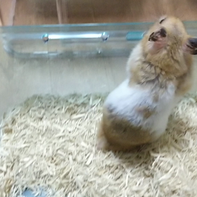 ズコッ！の画像