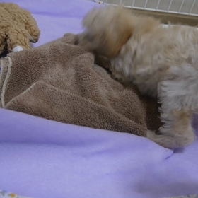 おうちに到着の画像