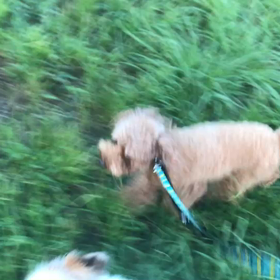 ♪お散歩動画♪代々木公園♪の画像