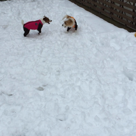 今日のココのんの画像