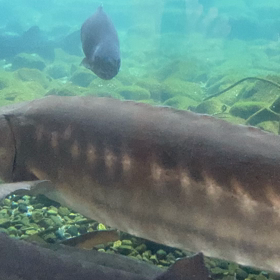 河口湖、水族館です。の画像