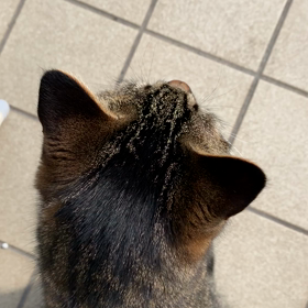 花粉症だと思ってたら猫風邪だった。の画像