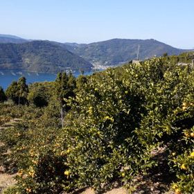 初　ミカン取りの画像