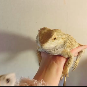 朝からほっこりの画像