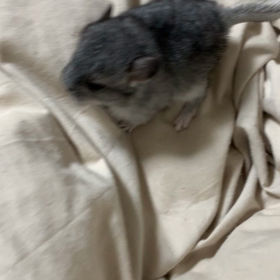 お散歩　生後14日目の画像