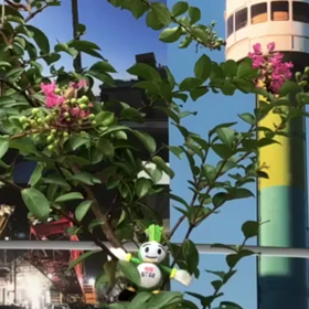 9/12の画像