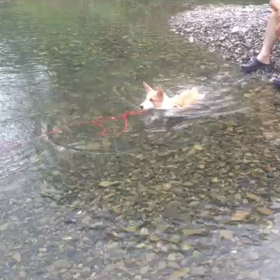 川で泳ぐの画像