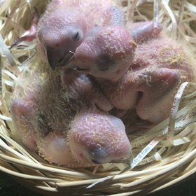 コガネメキシコ雛たち(^^)の画像