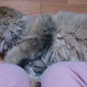 ママのお膝で遊ぶニャンの画像