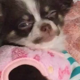 チョコ動 画の画像