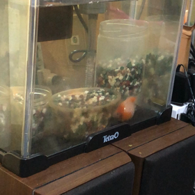 定位置2／ぐー・ぱー／ピンポンパール／金魚／動画の画像