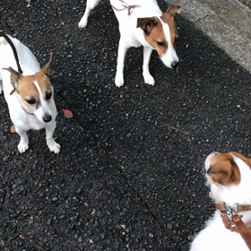 ジャックの画像