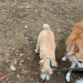 8月18日13わんこと1時間遠足  代々木公園の画像