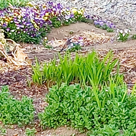 サロンの役員お花見会の画像