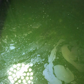 オオミジンコの画像