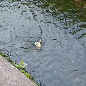 泳ぐ 羽根カッパの画像