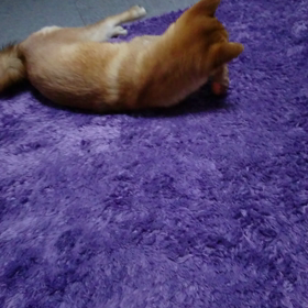 変なおもちゃの画像