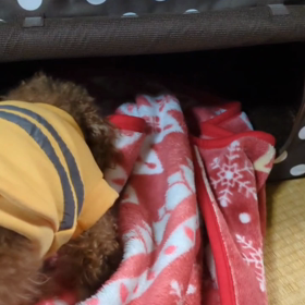 ピプーで遊ぼう‼️の画像