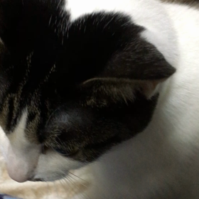 (*>ω<)ヾ(･ω･`*)いいこいいこ。の画像