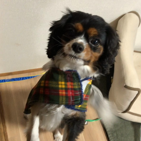 ■あ〜るくん■の画像