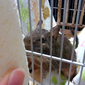 一応、ヘチマの玩具に興味はある☆の画像