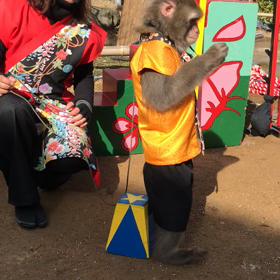 猿廻し 続編の画像