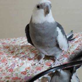 なんやそれ~~♪の画像