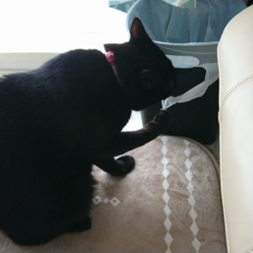 ビニール舐める癖。の画像